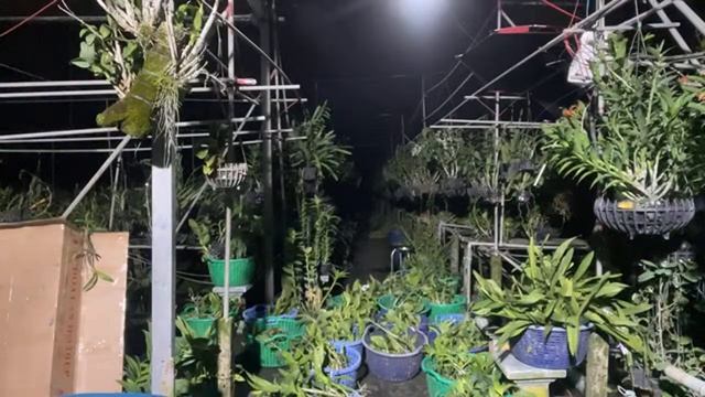 Thanh lý 30k , hàng vòi hoa chơi Tết 0333491000 смотреть онлайн