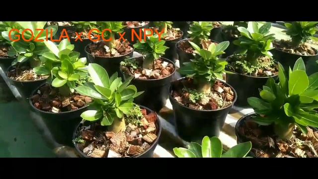 Koleksi jenis adenium bagi pemula смотреть онлайн