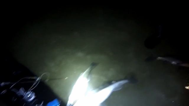 VID_20240203_220435_686.mp4 смотреть онлайн