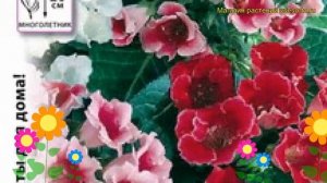 Глоксиния гибридная Аванти. Краткий обзор, описание характеристик, где купить семена