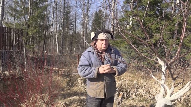 РАННЕВЕСЕННЕЕ ОПРЫСКИВАНИЕ САДА КАРБАМИДОМ ( МОЧЕВИНОЙ ) И МЕДНЫЙ КУПОРОС . смотреть онлайн