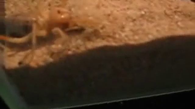 Solifugae spec. смотреть онлайн