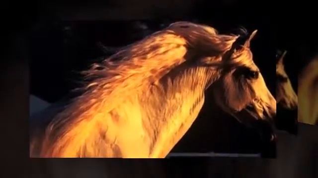 Сказочно красивые лошадки. смотреть онлайн