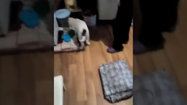 Как взвешивать собаку смотреть онлайн
