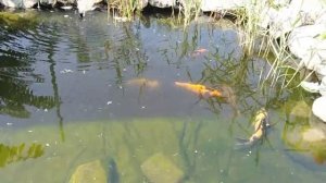 Обзор. Как вырос Карп Кои в маленьком пруду. Чем кормить..