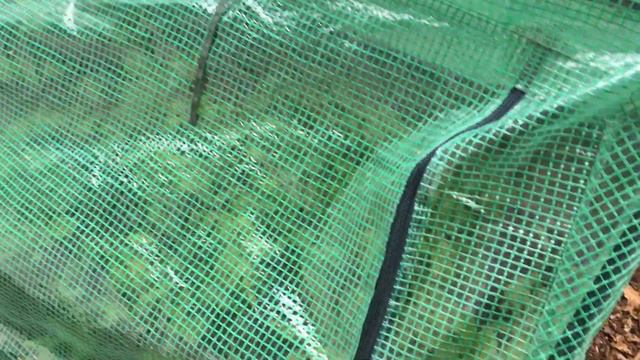 🌸 Garden Tour ~ Spring Blooms ~ Y Garden 🌸 смотреть онлайн