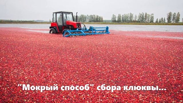 ? Как в Беларуси тракторы ? собирают урожай клюквы. смотреть онлайн