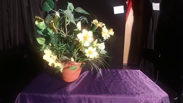 Побег петунии. Этюд на оживление предмета. Валерий Плис. смотреть онлайн