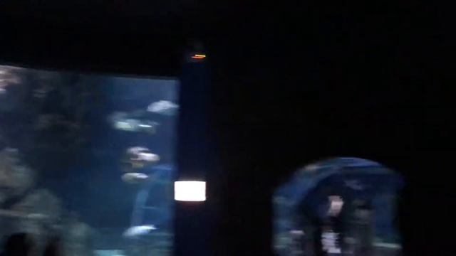 Океанариум Сиам Парагон смотреть онлайн