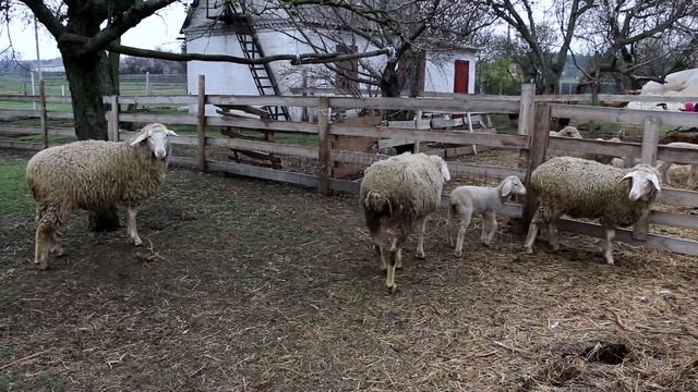 Про болезни овец, кормление, судороги. Советы опытного овцевода смотреть онлайн