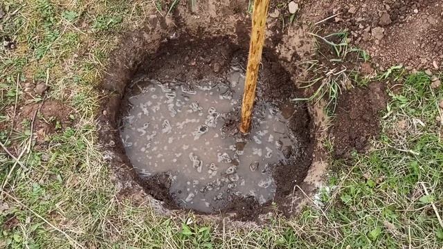 Посадка абрикоса! Ленинградская обл. смотреть онлайн