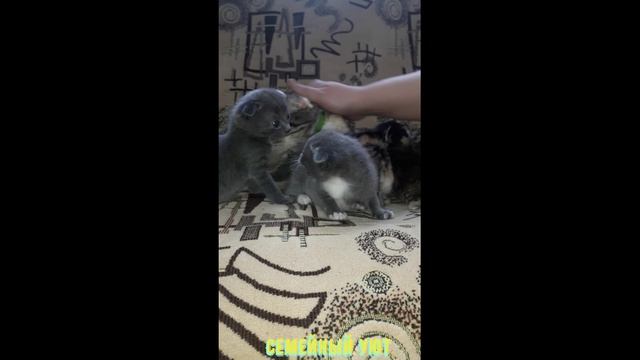 У нас котята. Красивые котята смотреть онлайн