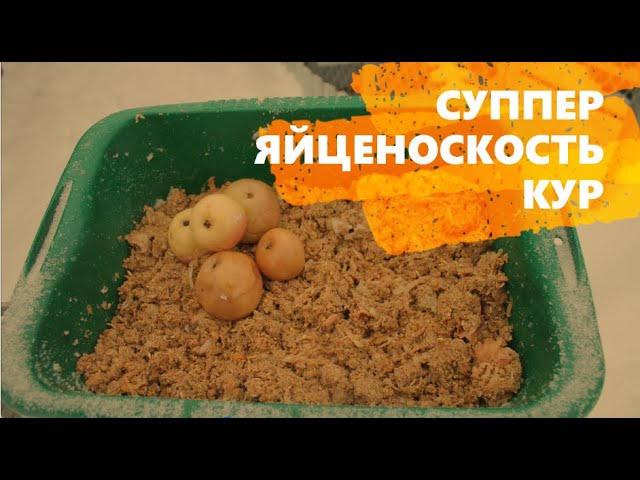 ЗИМНИЕ ВИТАМИНЫ ДЛЯ КУР. смотреть онлайн