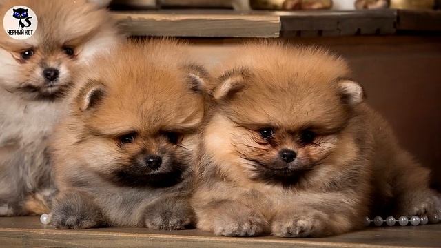 ✔ Померанский шпиц подойдёт не всем Плюсы и минусы породы смотреть онлайн