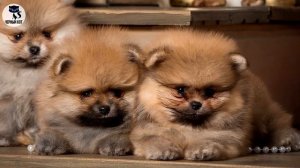 ✔ Померанский шпиц подойдёт не всем  Плюсы и минусы породы