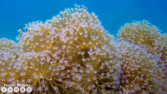 Музыка Сергей Чекалин! Сборник ЛУЧШИХ Мелодий от которых мурашки по телу! музыка 2023 #11 смотреть онлайн