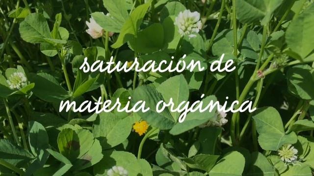 Trébol blanco (Trifolium repens) смотреть онлайн