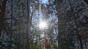 Сахалыы тойук.