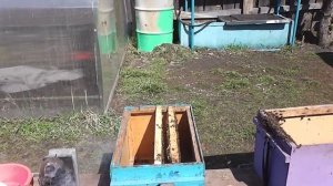 Предупреждение роения пчёл.