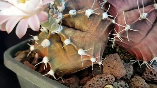 Gymnocalycium Mihanovichii - Adana - Cactus - Kaktüs - Balkon