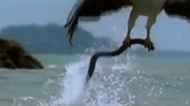 КТО МЫ С ТОБОЙ,ОРЛЫ ИЛИ ВОРОНЫ