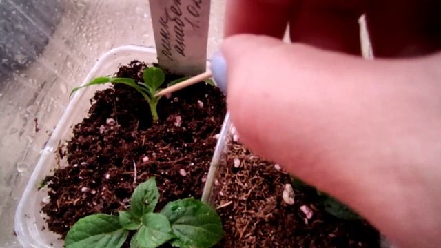 Девочки с праздником!?Гортензия метельчатая, размножение почкой!? Важные моменты! 08.03.2023? смотреть онлайн