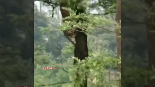 Удивительный прыжок Леопарда перелетел с дерева на дерево?????? смотреть онлайн