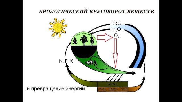 § 32 Значение фотосинтеза и биологического круговорота веществ в развитии жизни смотреть онлайн
