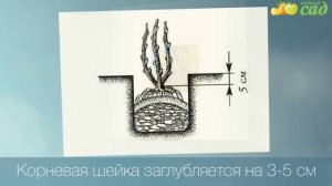 Посадка барбариса - как правильно посадить барбарис