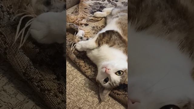 мяукает без звука смотреть онлайн