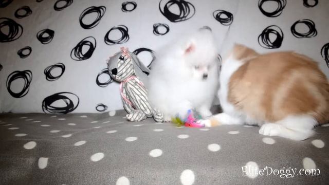 Шпиц и кот, уживутся? Как ладит шпиц с котом. Мальчик померанский шпиц, белого окраса смотреть онлайн