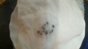 Я упёртая ! И снова Люпин! Замачиваю семена!