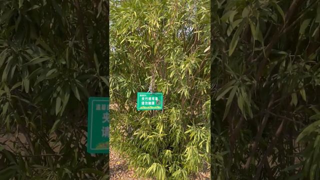 这就是传说中的夹竹桃？宫里常用堕胎药 смотреть онлайн