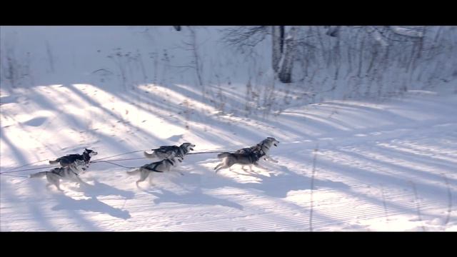 Хаски. Очень много хаски в Омске! смотреть онлайн