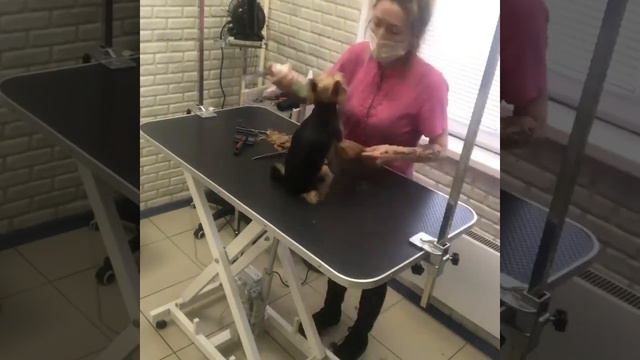 Груминг Йорка смотреть онлайн