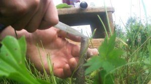 Прививка  яблони на дичок в августе месяце... 06.08.2019.