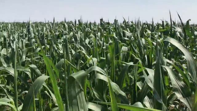 Прогулка по кукурузному полю