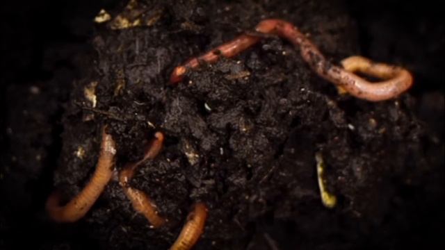 Вомбаты какают кубиками. Особенности жизни дождевого червя. Панда писает. смотреть онлайн