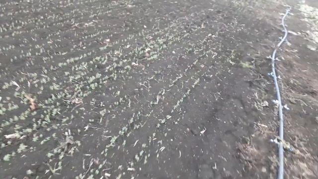 Зачем посеял ранний горох сорта 