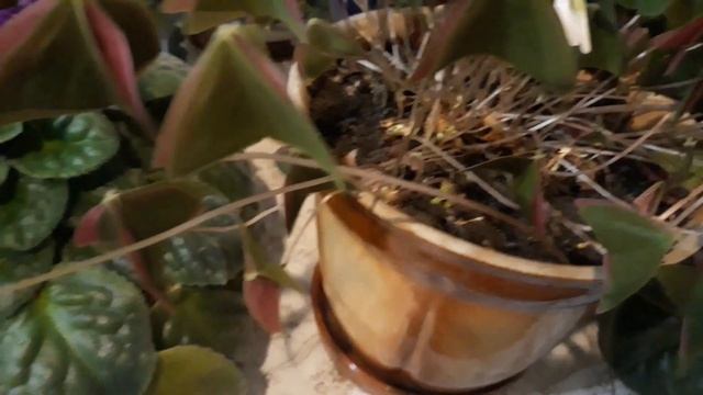 Кислица. (Оксалис). Уход в домашних условиях. смотреть онлайн