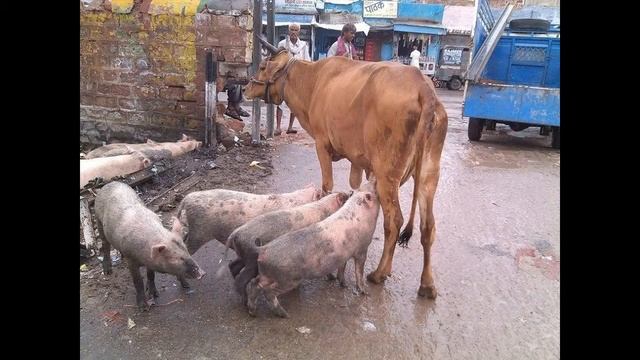 В защиту коров