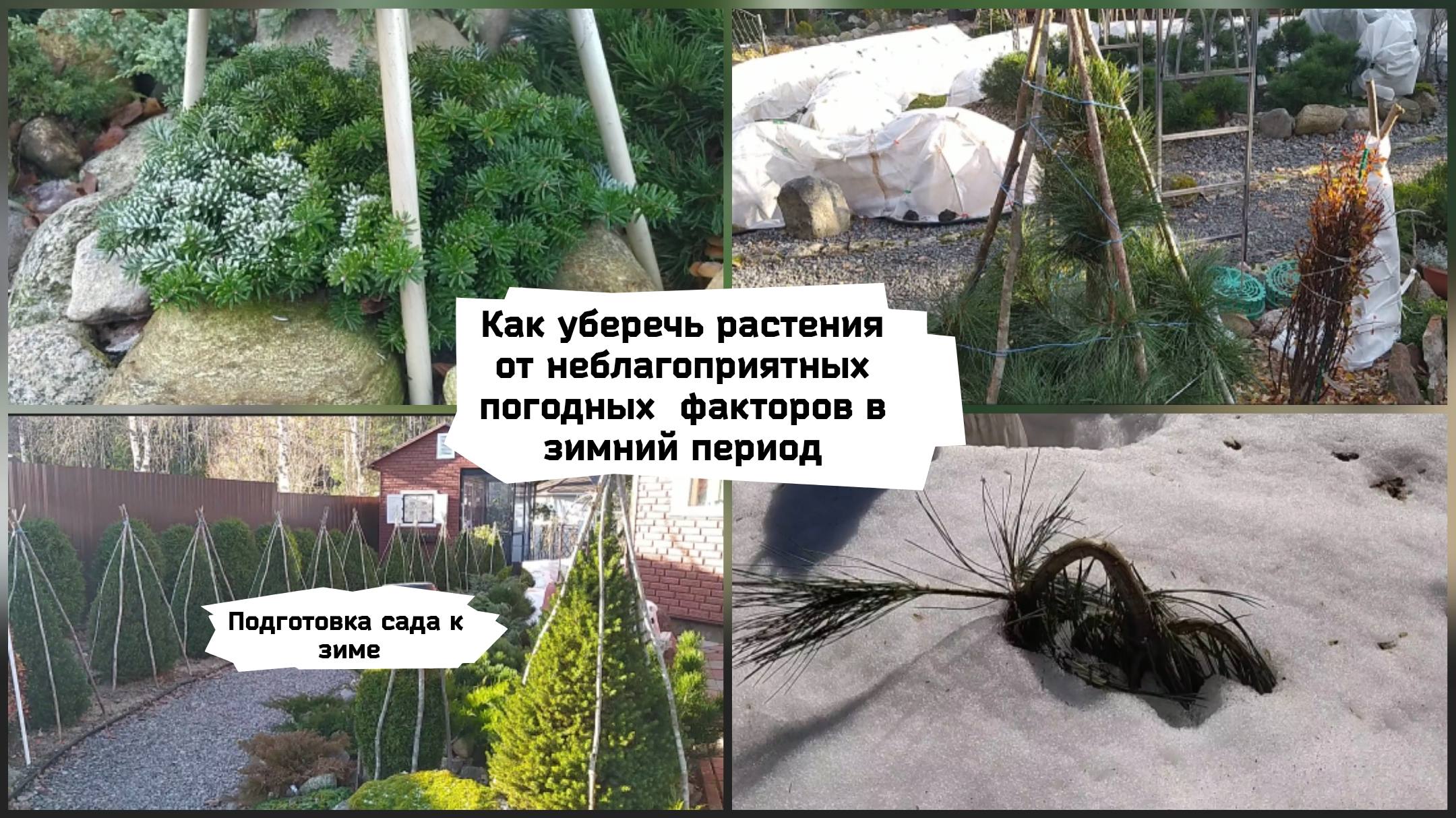 Как уберечь растения от неблагоприятных погодных факторов в зимний период ( 01.11. 2022 г.) смотреть онлайн
