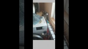 Еноты разнесли дом