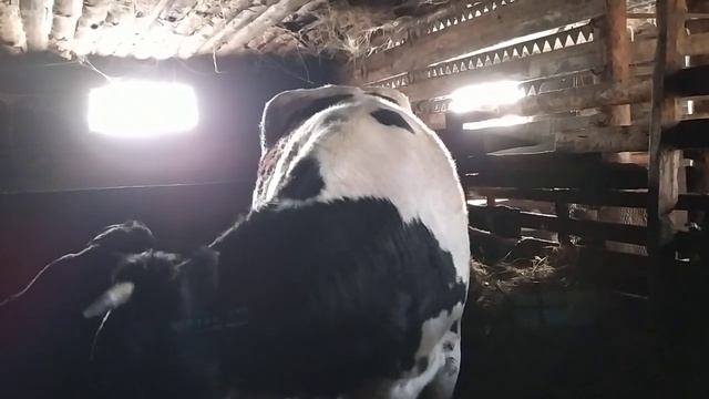 Пропала жвачка у коровы . Что делать? смотреть онлайн