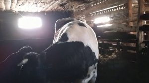 Пропала жвачка у коровы . Что делать?