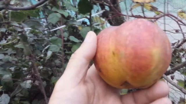 Apple variety Jonagold: Description смотреть онлайн