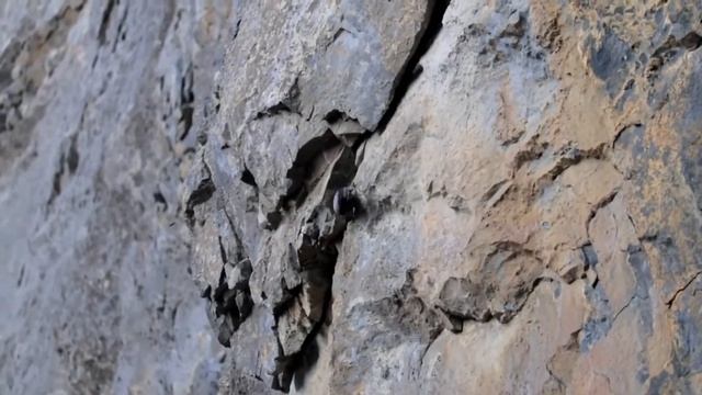 Краснокрылый стенолаз Tichodroma muraria Wallcreeper смотреть онлайн