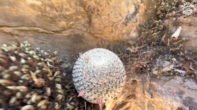 Oaxaca Botany & A Rant About Agave Taxonomy (Agave Oteroi / Titanota)