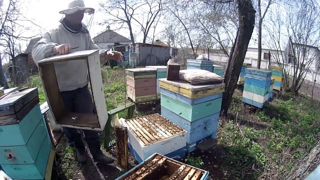 Бакфаст, весеннее развитие. Первое расширение.