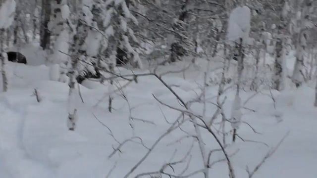 0хота на лося троплением смотреть онлайн